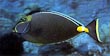 Naso Tang Fish